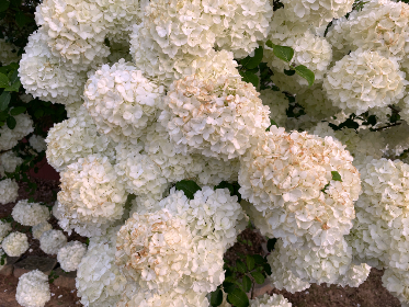 20007期双色球开奖公告及中奖号码详细公布 20007期双色球开奖公告及中奖号码详细公布