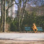 2000年全年彩票开奖历史记录完整回顾 ic7mih68