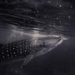 2001年开奖记录完整回顾与详细汇总 iop1qu2